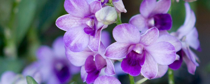 紫罗兰如何修剪(紫罗兰花怎么修剪)