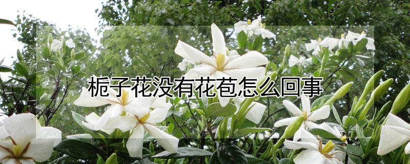 栀子花没有花苞怎么回事（栀子花没有花苞怎么办）