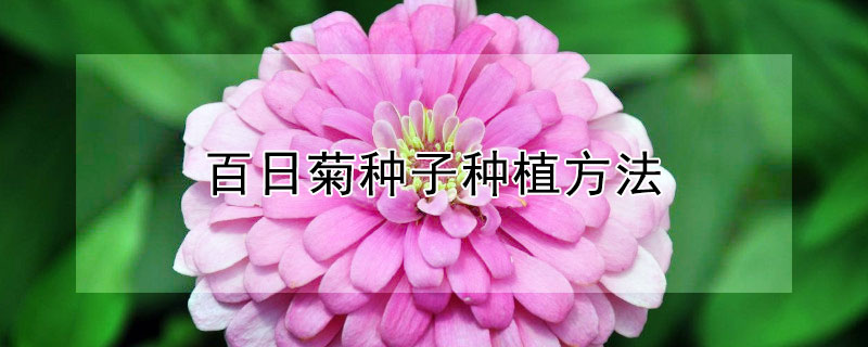 百日菊种子种植方法 百日菊怎样留种子
