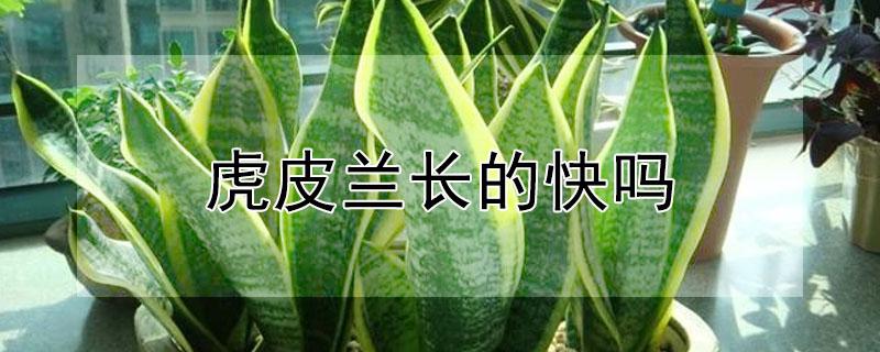 虎皮兰长的快吗(虎皮兰生长速度快吗)