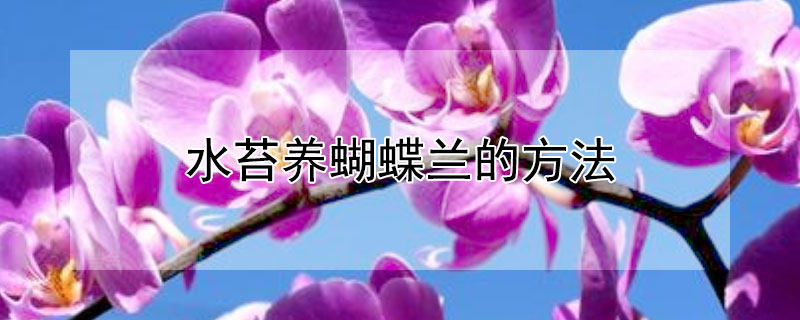 水苔养蝴蝶兰的方法 水苔怎么养蝴蝶兰