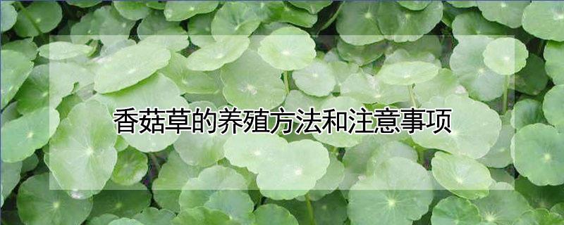 香菇草的养殖方法和注意事项(香菇草可以养在室内吗)