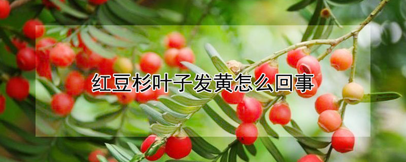 红豆杉叶子发黄怎么回事（红豆杉叶子黄了是什么原因）