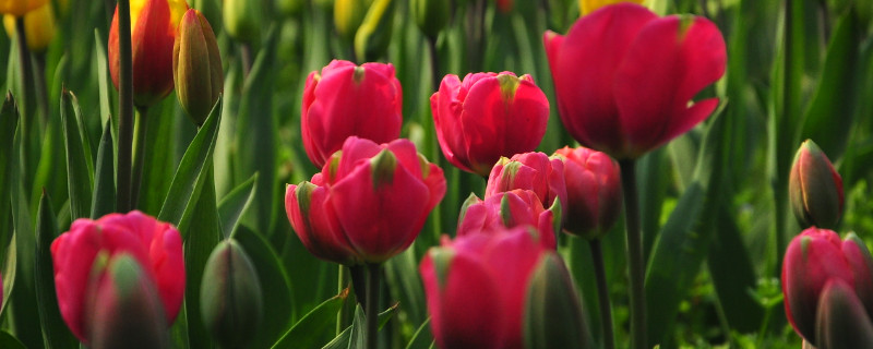 郁金香低头了怎么办 郁金香低头是什么原因