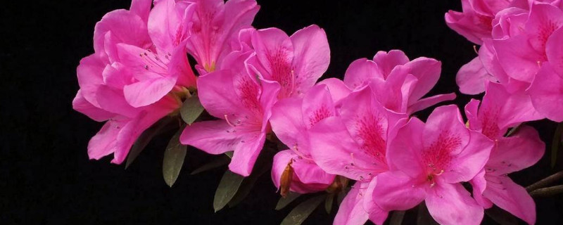 杜鹃花只剩杆了怎么办（杜鹃花只剩杆了还能活吗）