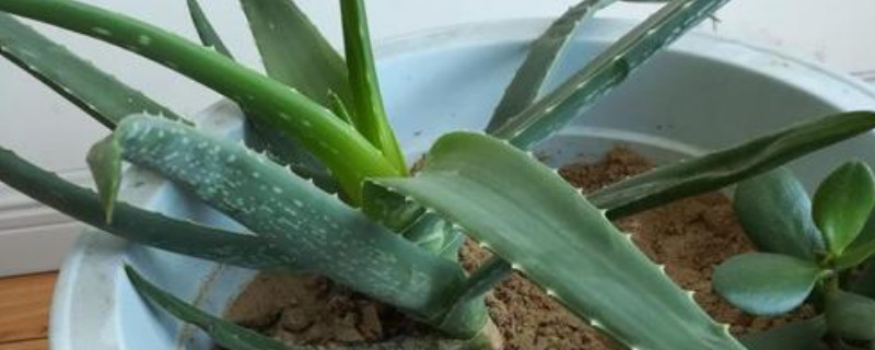 芦荟换盆后要浇水吗 芦荟换盆后需要浇水吗