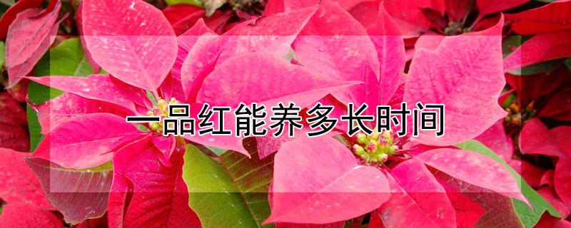 一品红能养多长时间 一品红好养吗