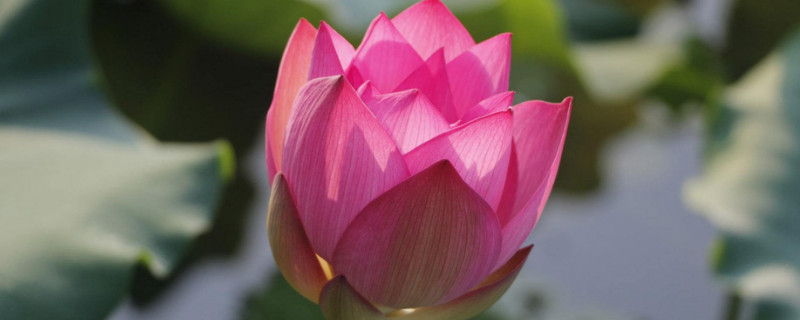 荷花喜阴还是喜阳（令箭荷花喜阴还是喜阳）