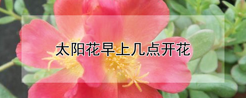 太阳花早上几点开花 太阳花是早上几点开的