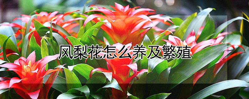 风梨花怎么养及繁殖（梨花的养殖方法）