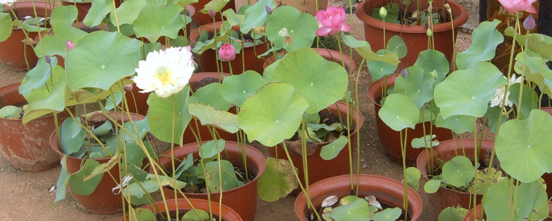 盆荷花种植方法 盆栽荷花的种植方法