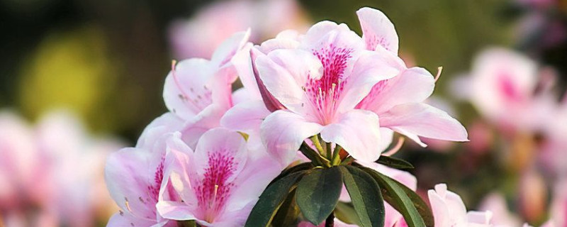 杜鹃花为什么不一起开 杜鹃花为什么开不开