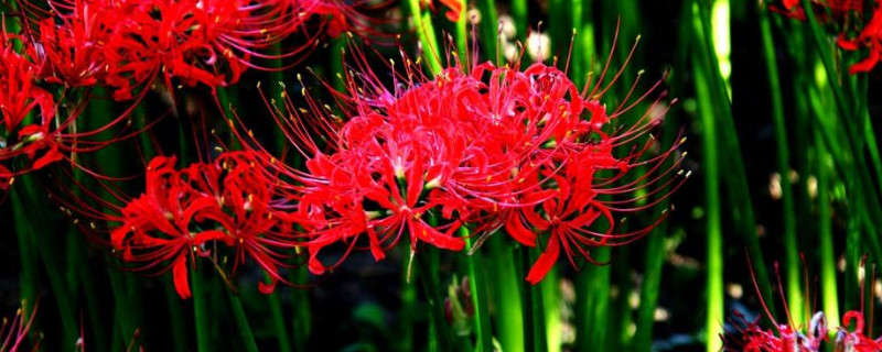 彼岸花冬季养护（彼岸花可以过冬吗）