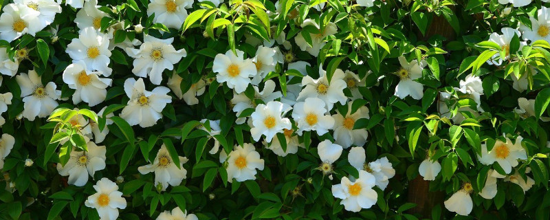 小金樱子与金樱子区别（小金樱子和大金樱子）