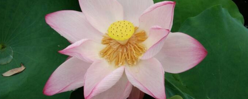 荷花冬天需要施肥吗 荷花开花期间要施肥吗?