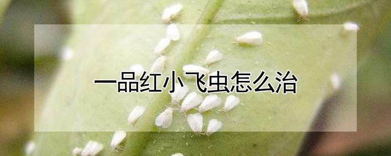 一品红小飞虫怎么治（一品红有小白飞虫子）