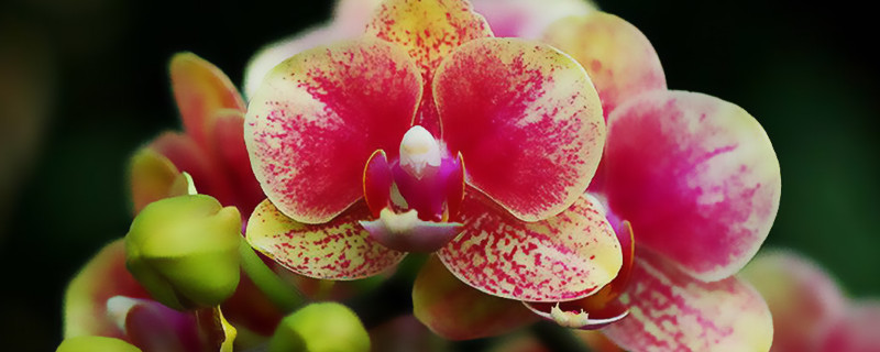 蝴蝶兰花有什么特点 蝴蝶兰这种花有什么特点