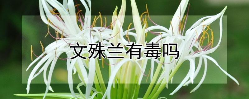 文殊兰有毒吗 文殊兰有毒吗?