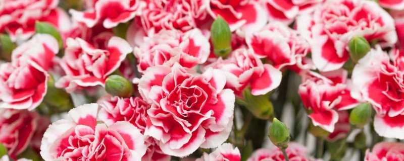 康乃馨买回家怎么处理（康乃馨买回来怎么处理）