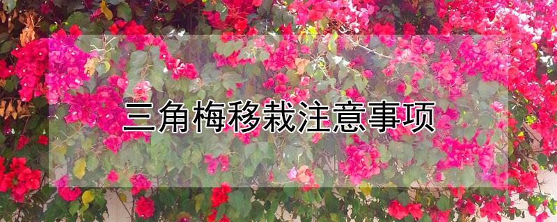 三角梅移栽注意事项（移植三角梅注意什么）