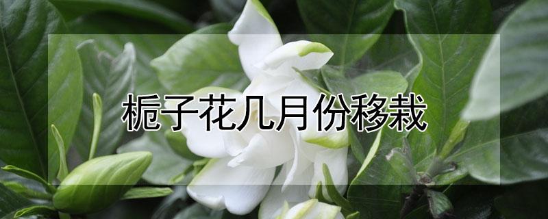 栀子花几月份移栽 栀子花几月份移栽能活吗