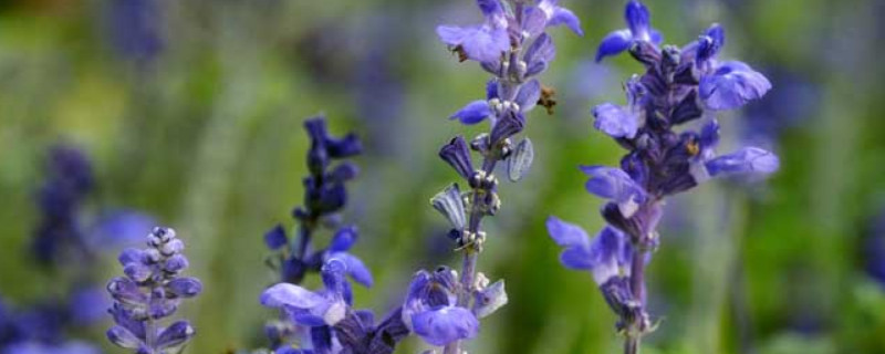薰衣草容易种植吗 薰衣草可以盆栽种植吗