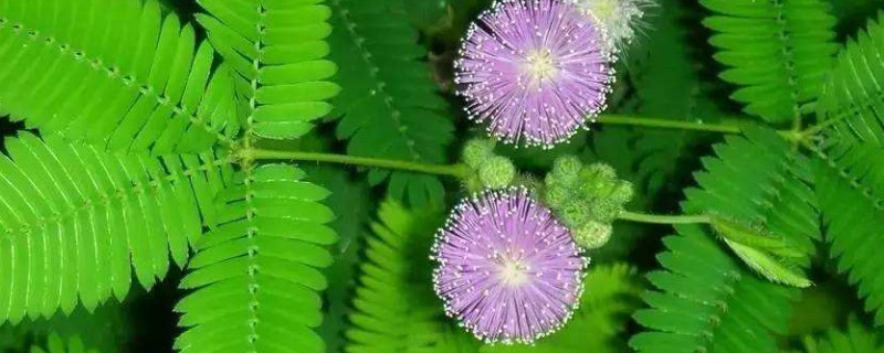 含羞草能晒太阳吗(含羞草能晒么)