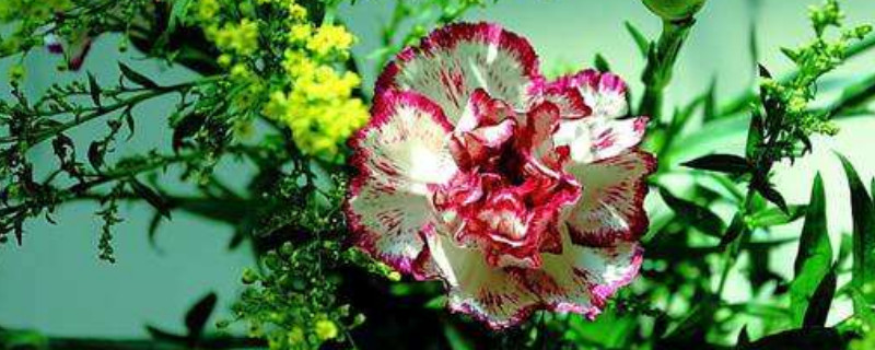 康乃馨种子种下后什么时候开花（康乃馨种子几月份播种）