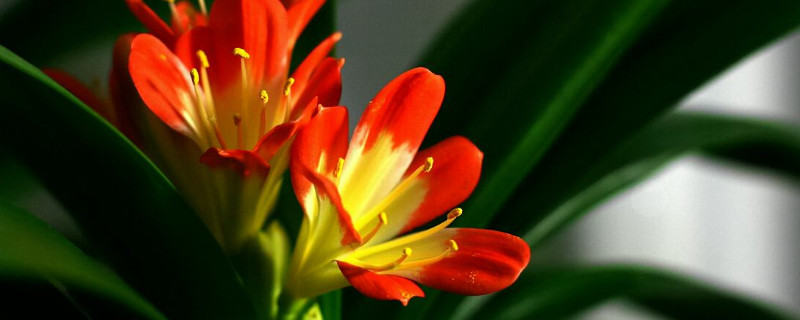 君子兰几月切头 君子兰切头多长时间能长出来