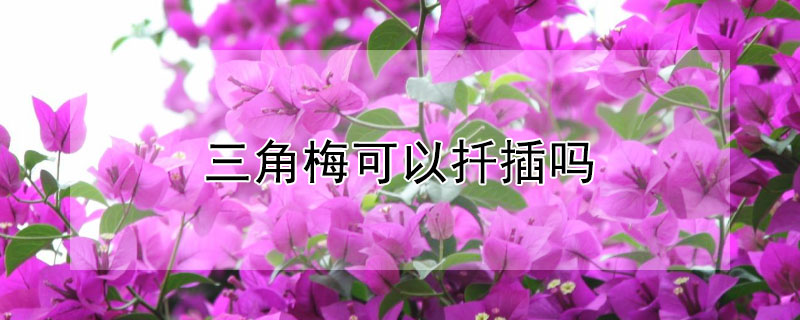 三角梅可以扦插吗 三角梅可以扦插吗怎么能成活