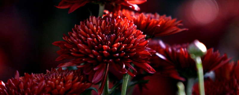 菊花喜欢酸性还是碱性 菊花是碱性吗