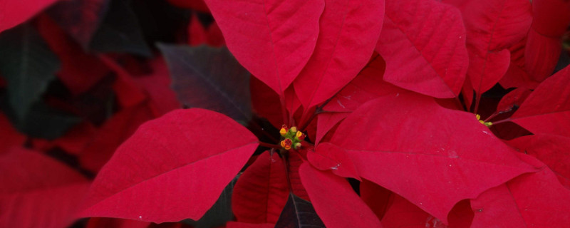 一品红盆栽怎么养 怎样养植一品红