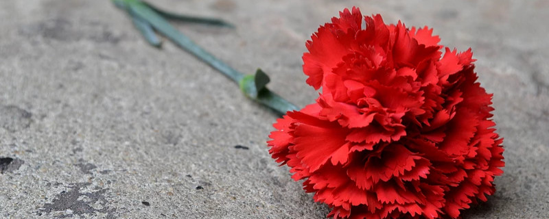 康乃馨拿回来先要怎么办(康乃馨枯萎了怎么挽救)