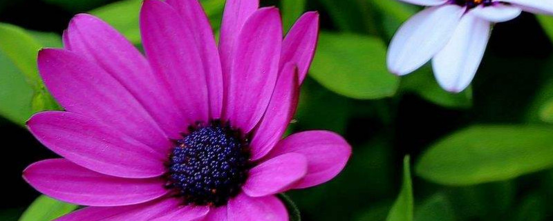 蓝目菊怎么扦插多久长根（蓝目菊水培扦插多少天可以长根）