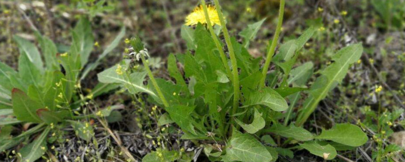 蒲公英种子何时种（蒲公英的种子什么时候种）