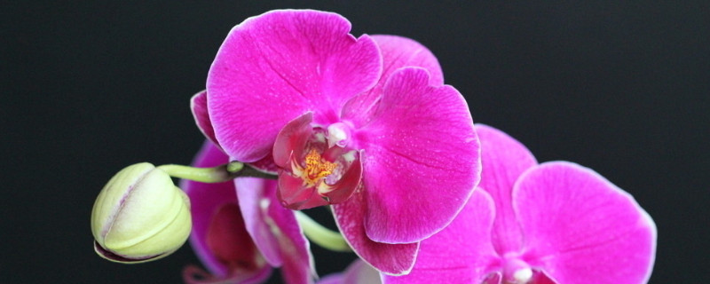 蝴蝶兰在哪个季节开放(蝴蝶兰什么季节开花)