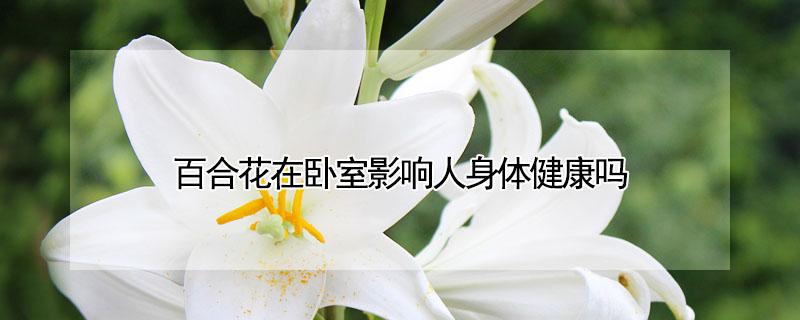 百合花在卧室影响人身体健康吗(百合花放卧室对人有影响吗)
