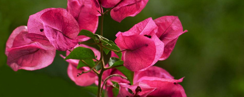 三角梅泡水几天就生根（三角梅泡水几天就生根几天换一次水）