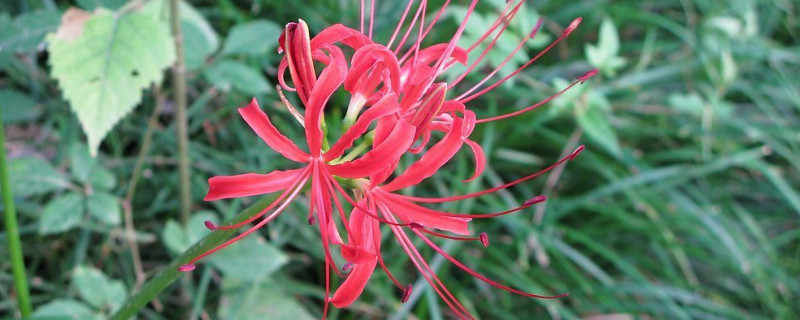 彼岸花叶子能剪吗(彼岸花的叶子剪掉了会开花吗)