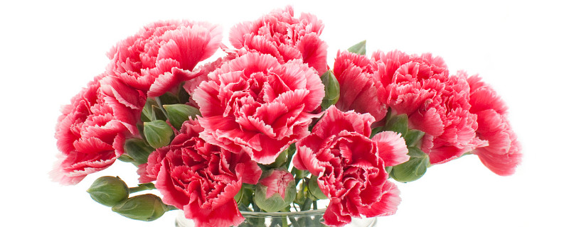 康乃馨怎样插枝生根快（康乃馨怎样插枝生根快视频）