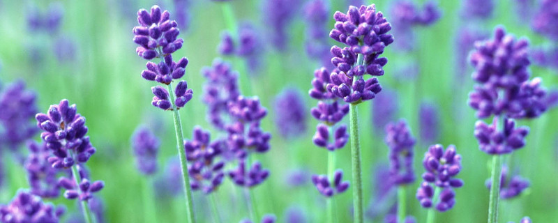 薰衣草冬天会被冻死吗 薰衣草夏天会死吗