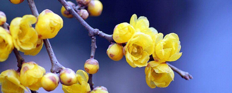 盆栽腊梅养殖方法（家庭盆栽腊梅种植方法）