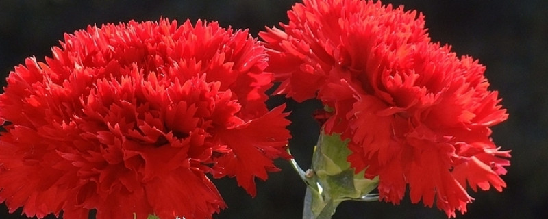 盆栽康乃馨能用光照代替阳光吗 康乃馨可以养在室内吗