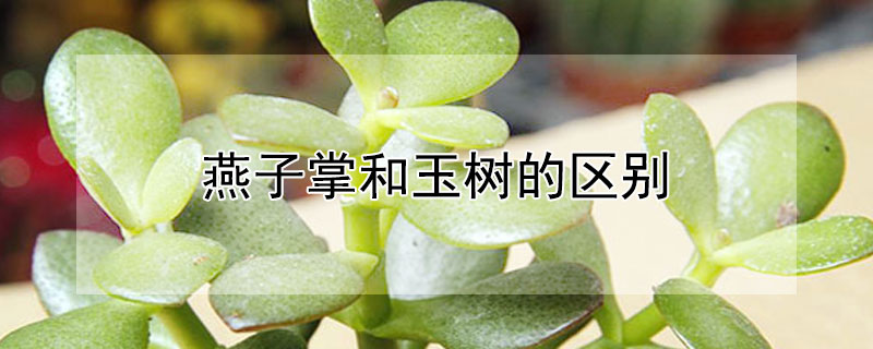 燕子掌和玉树的区别（燕子掌和玉树的区别在哪里）