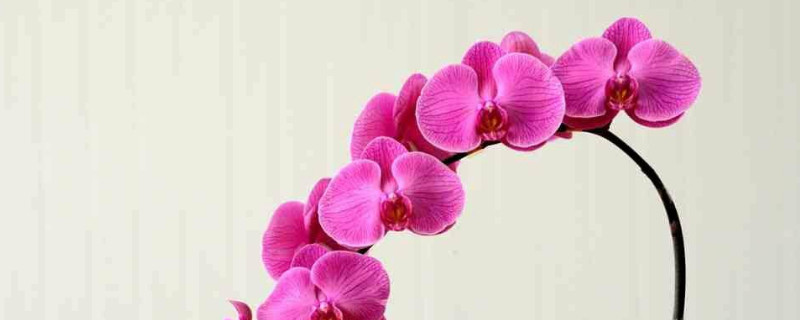 蝴蝶兰叶子发黄是什么原因 蝴蝶兰叶子发黄是什么原因?