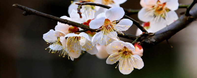 梅花冬季能放在室外吗（梅花冬天放室外还是室内养）