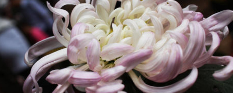 菊花夏天长什么样 菊花夏天长什么样子