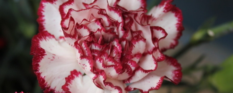 康乃馨花期可以晒太阳吗（康乃馨花怕太阳晒吗）