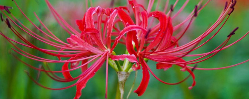 彼岸花能在楼顶养吗 彼岸花能种在室内吗