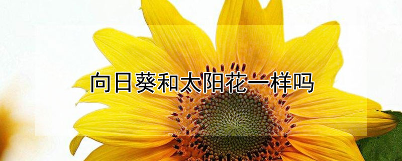 向日葵和太阳花一样吗（向日葵和太阳花是不是一样的）